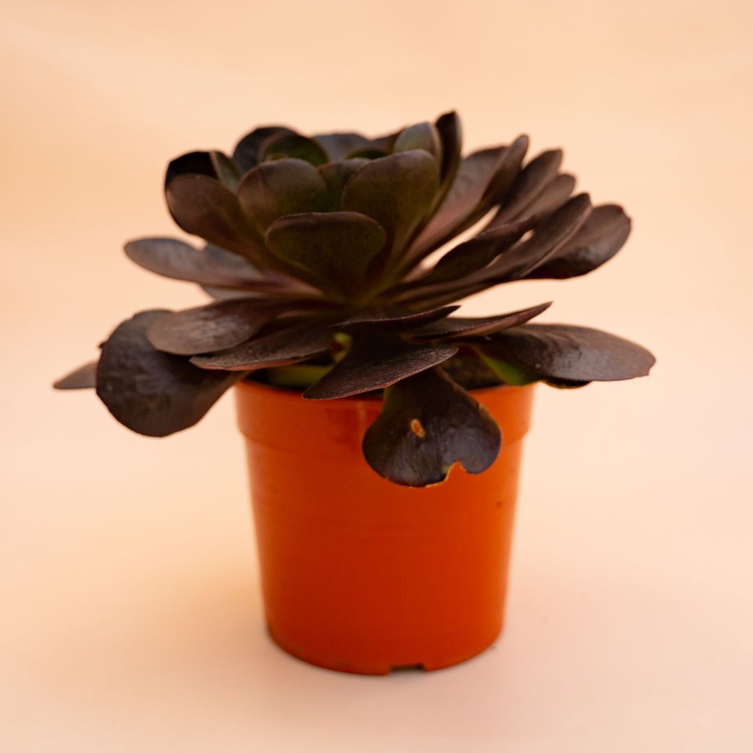 xSemponium 'Destiny' Ø 17 cm cod. 666F