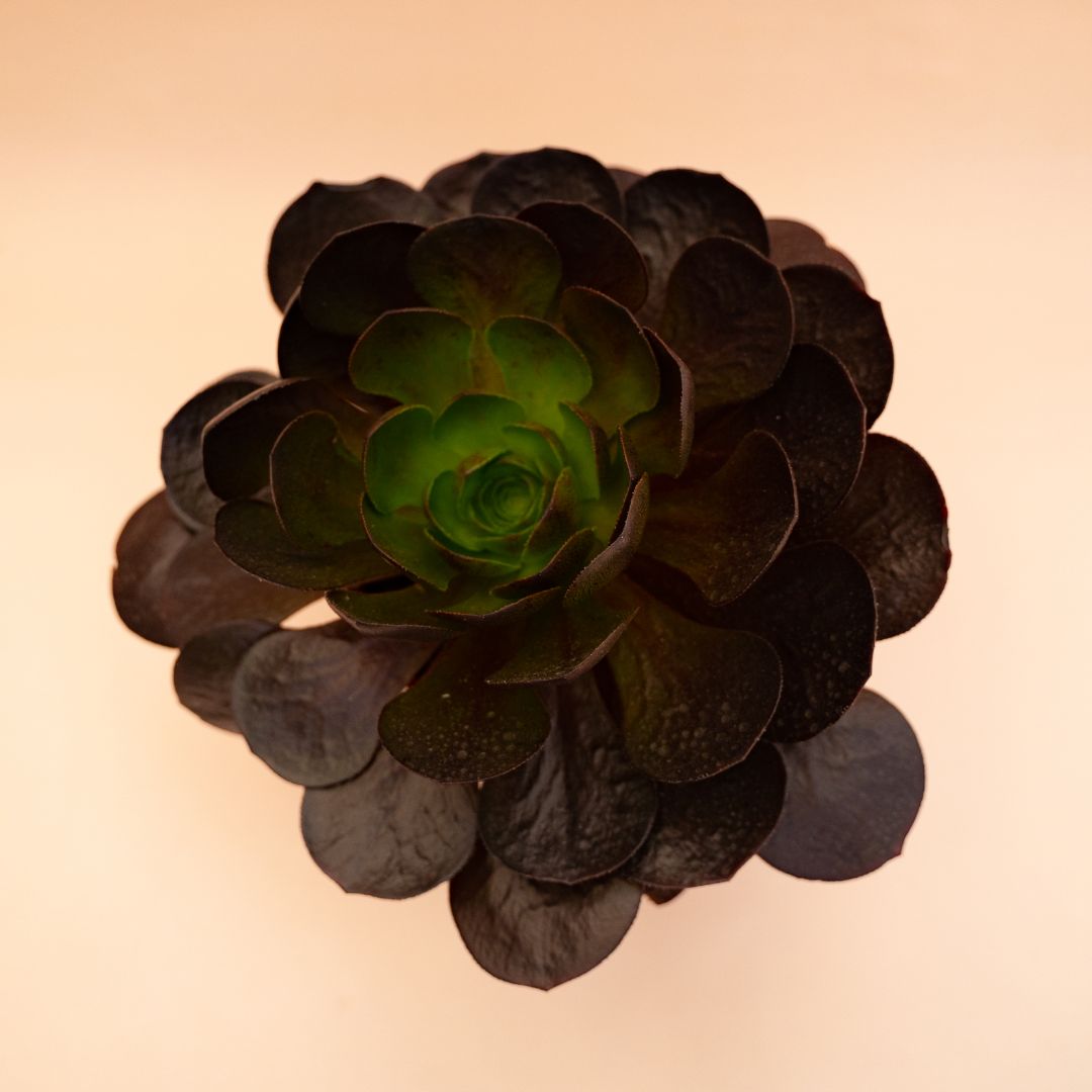 xSemponium 'Destiny' Ø 17 cm cod. 666F