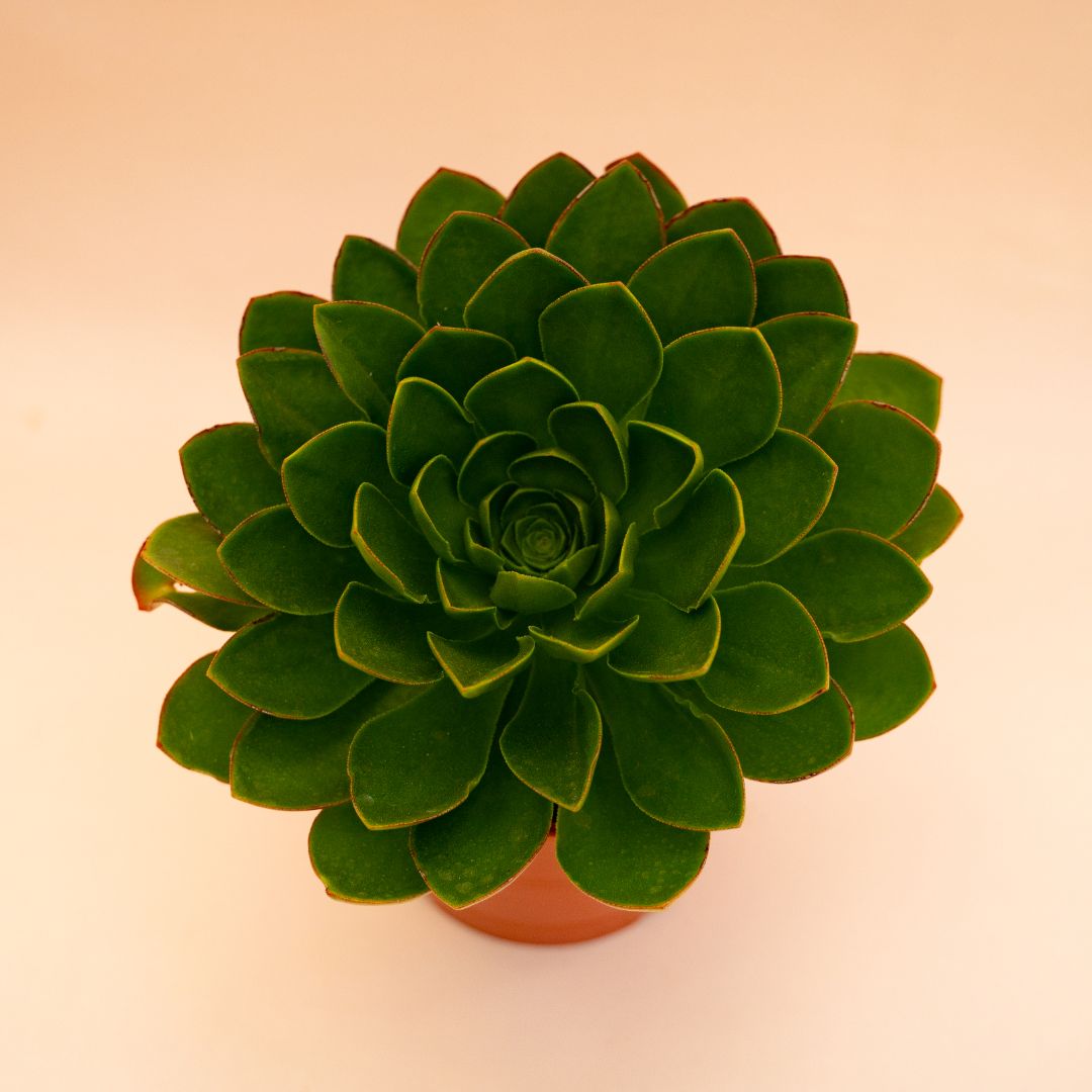 xSemponium Surreal ‘Diamond’ Ø 17 cm