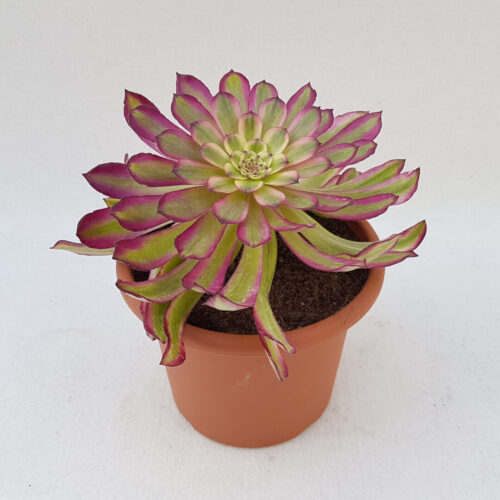 Aeonium arboreum Mardi Gras