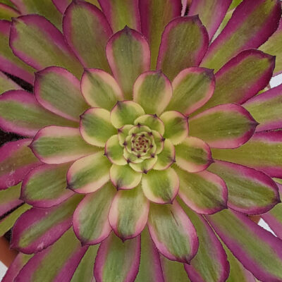Aeonium arboreum Mardi Gras