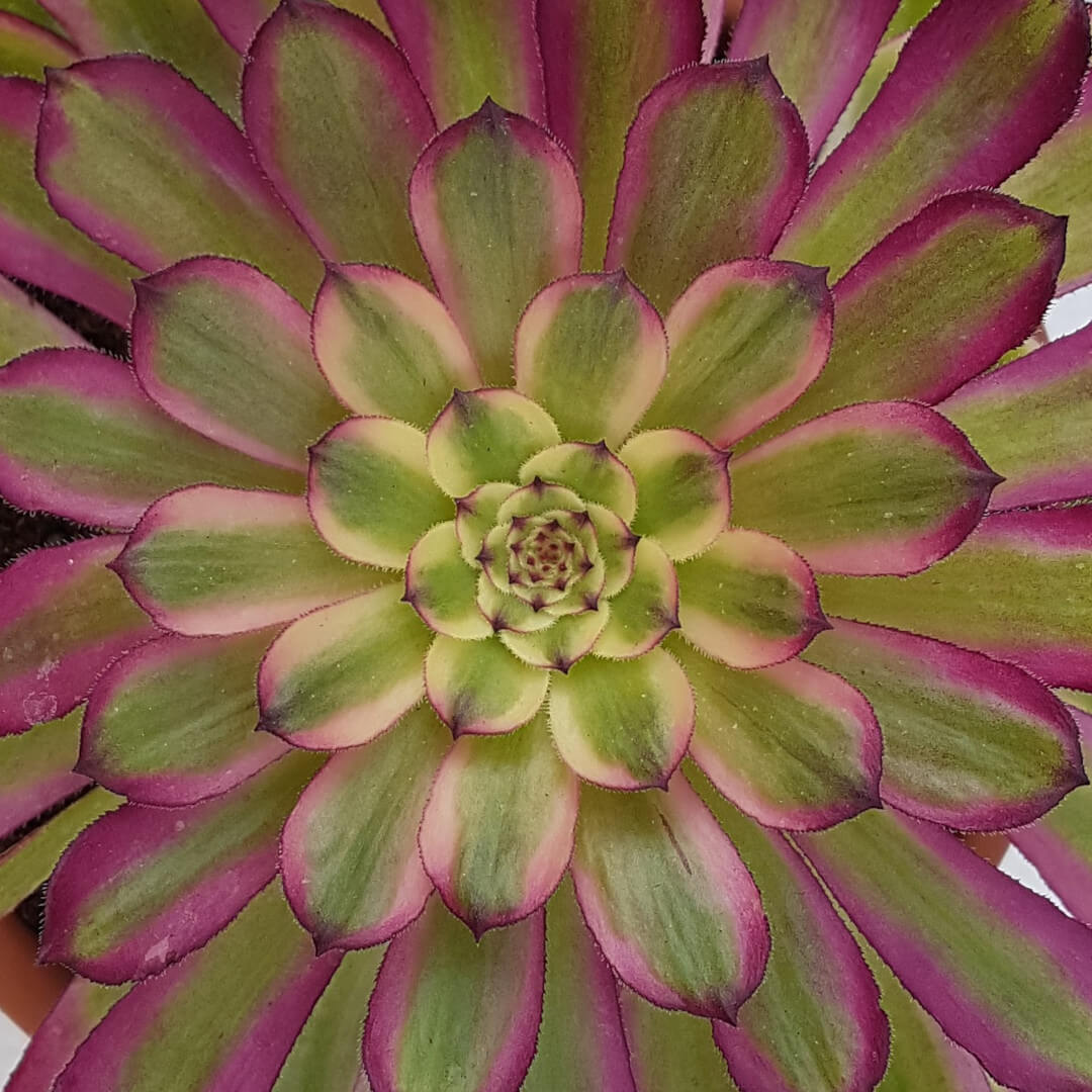 Aeonium arboreum Mardi Gras