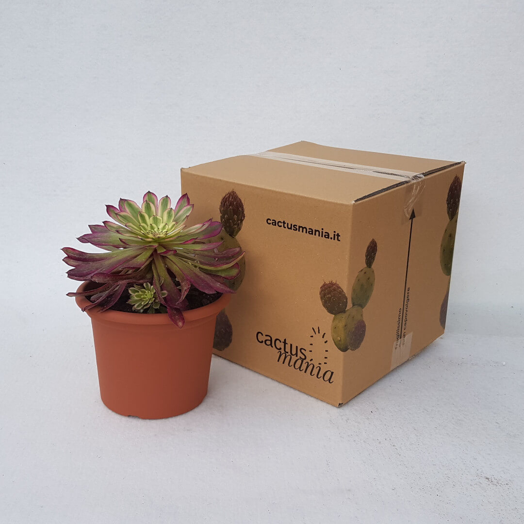Aeonium arboreum Mardi Gras