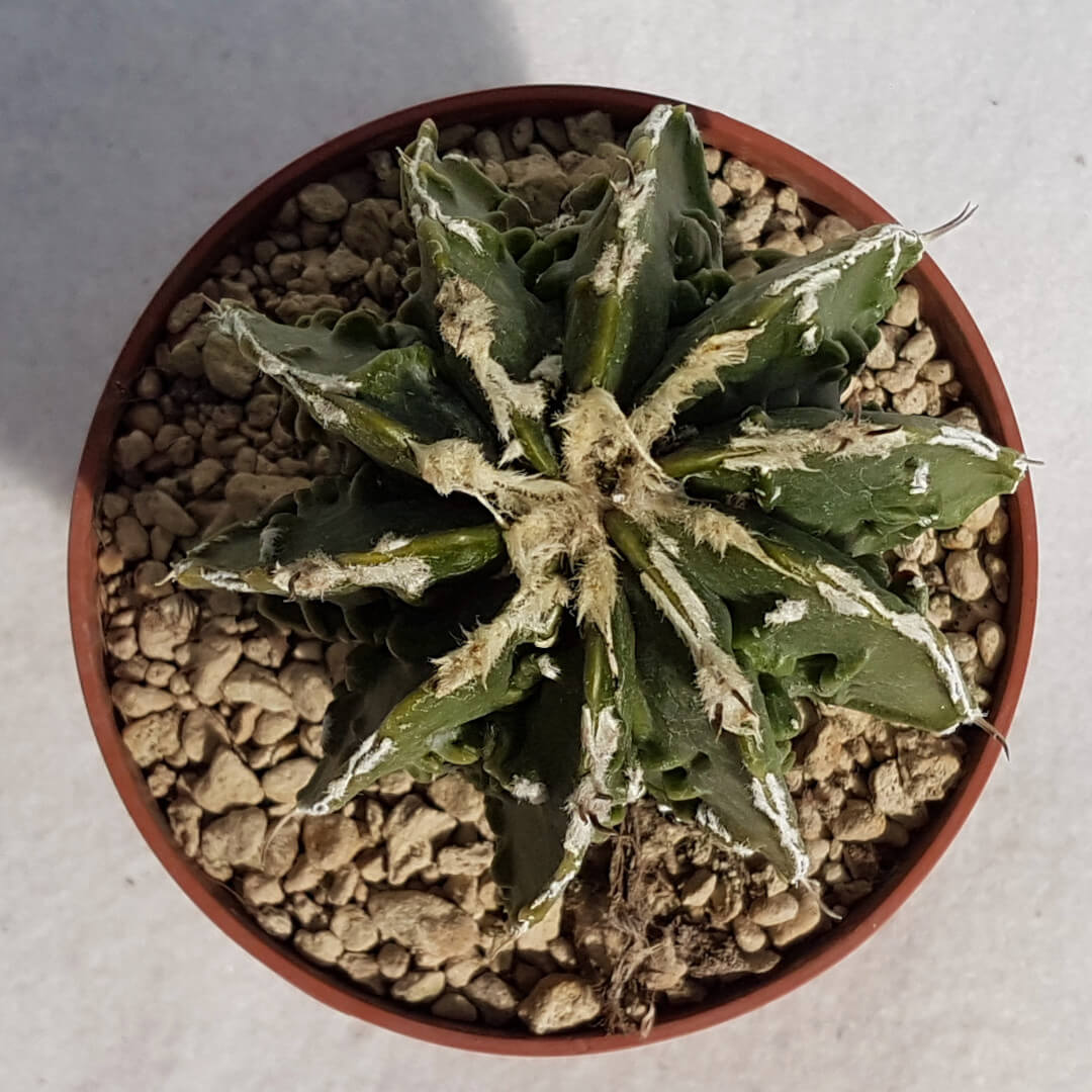 Astrophytum ornatum hannya hybrid n° 128B