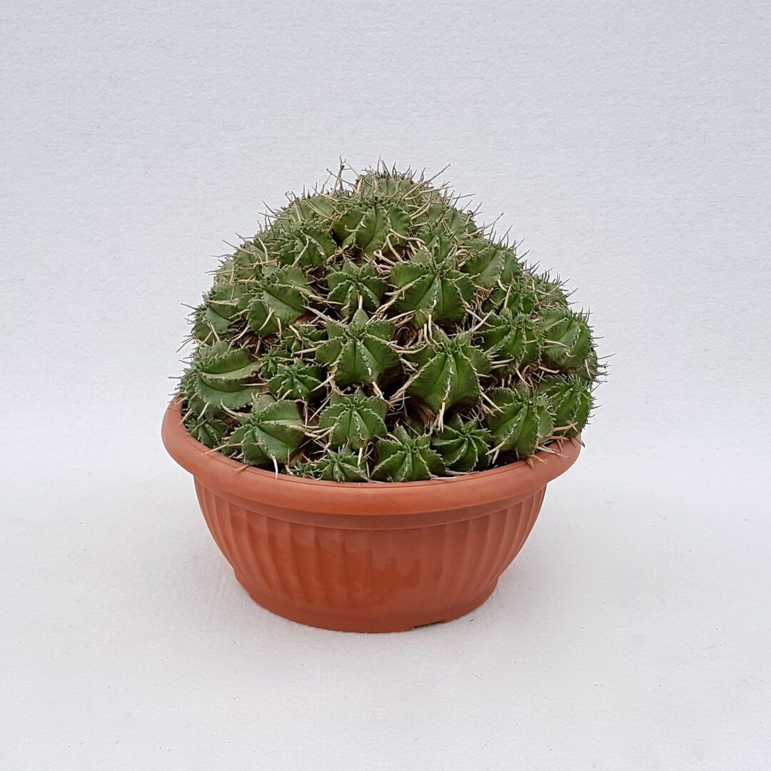 Euphorbia aggregata 11D