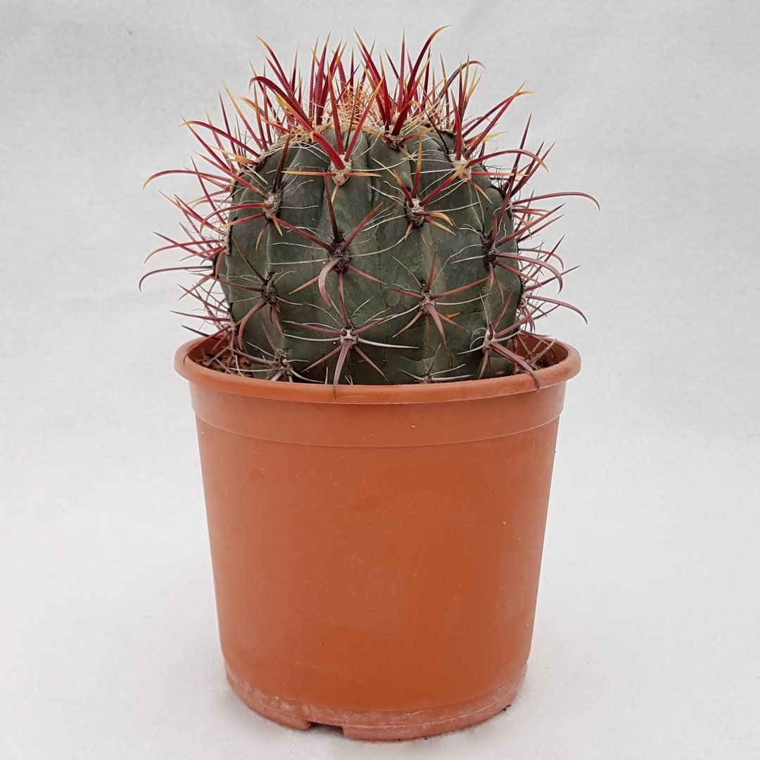 Ferocactus gracilis hybrid 47D