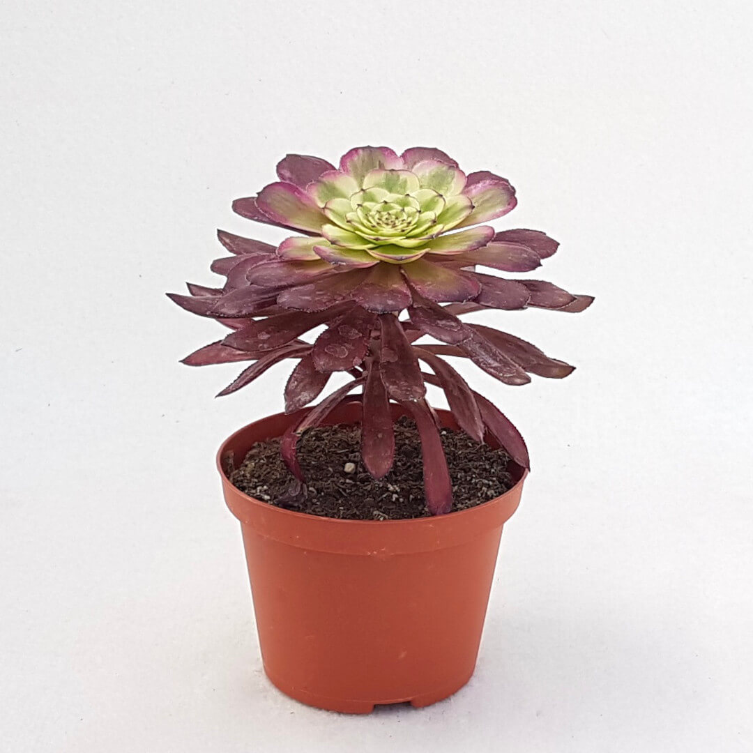 Aeonium arboreum hyb. 'Mardi Gras' vaso Ø 10,5