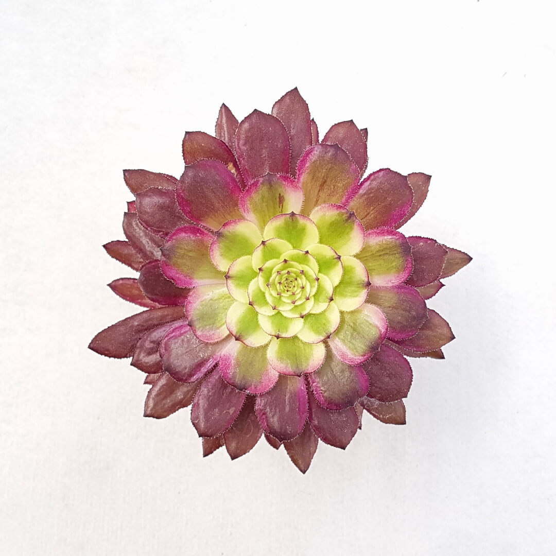 Aeonium arboreum hyb. 'Mardi Gras' vaso Ø 10,5