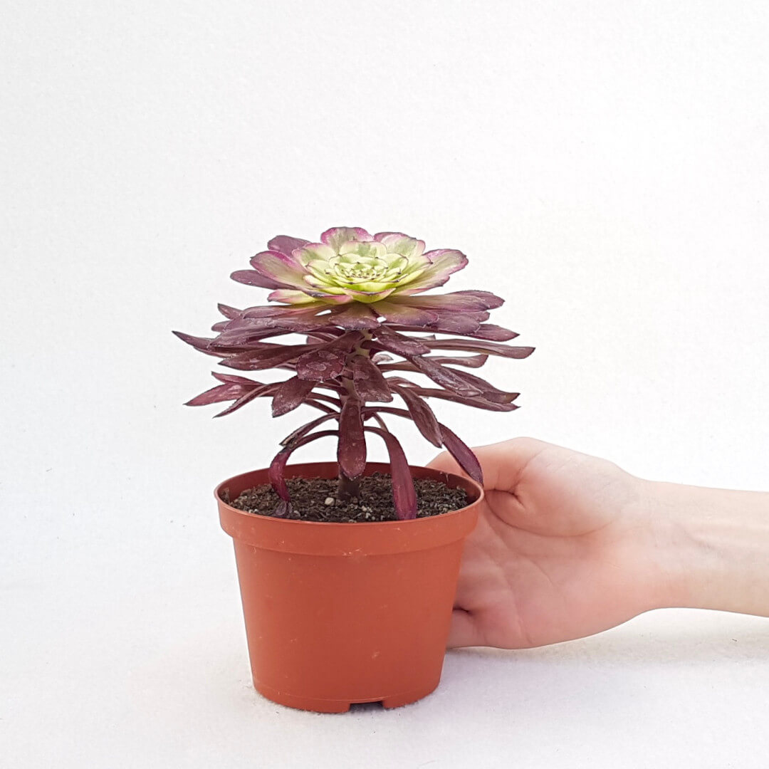 Aeonium arboreum hyb. 'Mardi Gras' vaso Ø 10,5