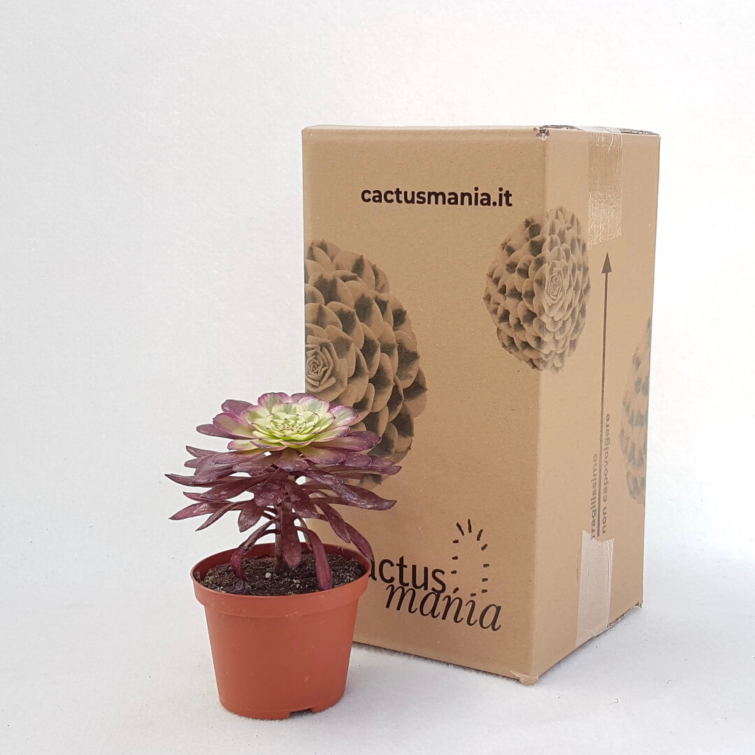 Aeonium arboreum hyb. 'Mardi Gras' vaso Ø 10,5