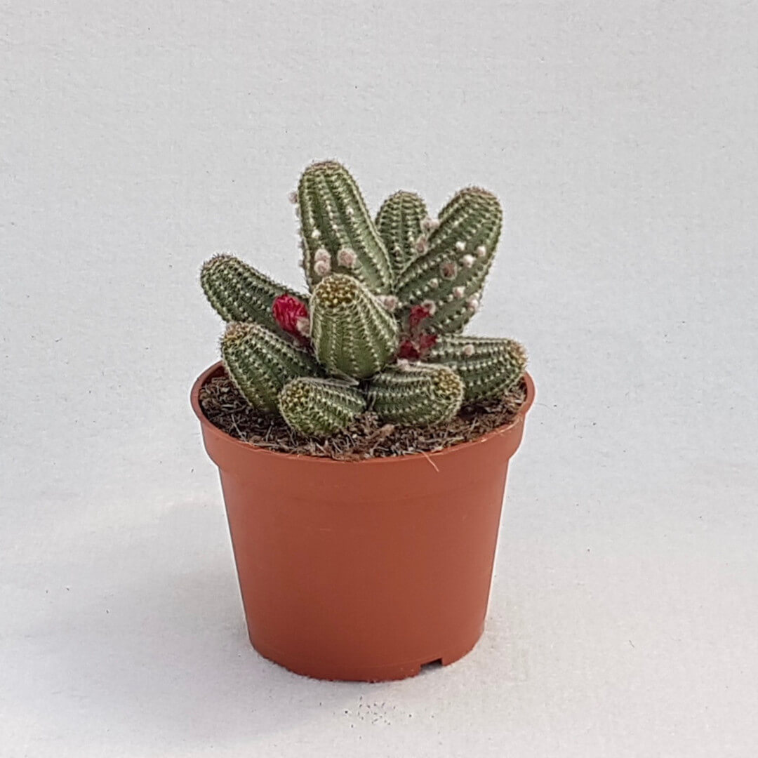 Chamaelobivia hybrid vaso Ø 13