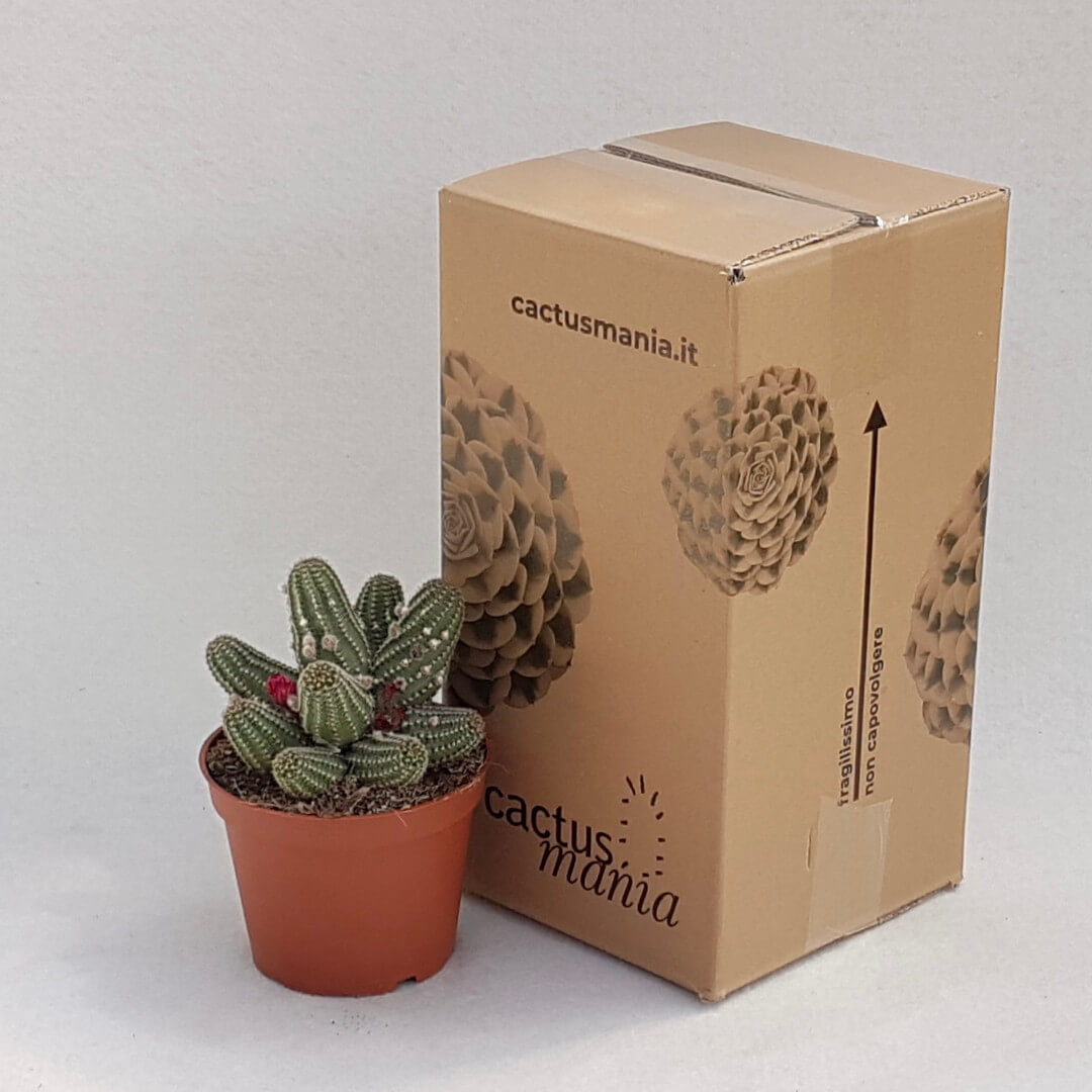 Chamaelobivia hybrid vaso Ø 13
