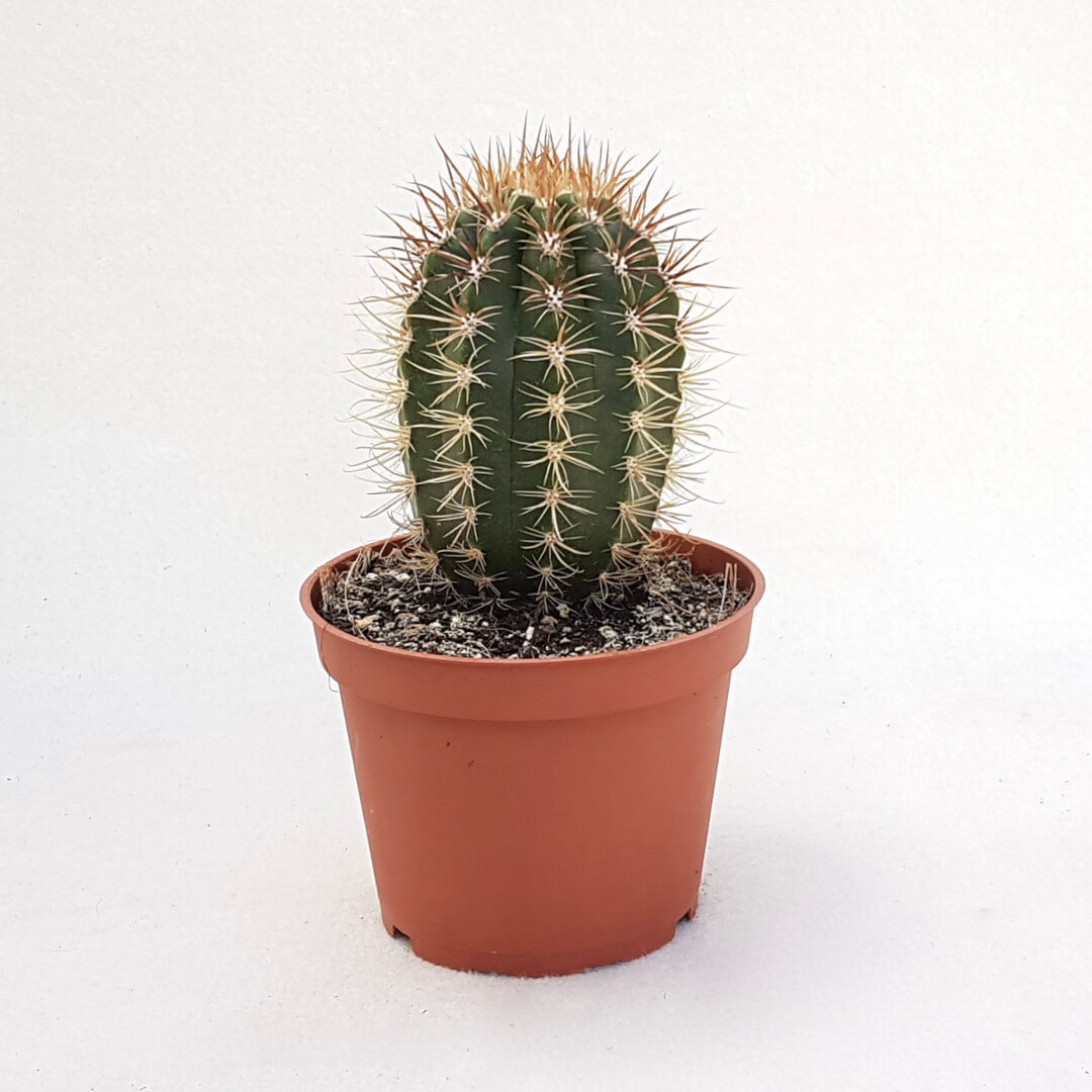 Coleocephalocereus goebelianus vaso Ø 13
