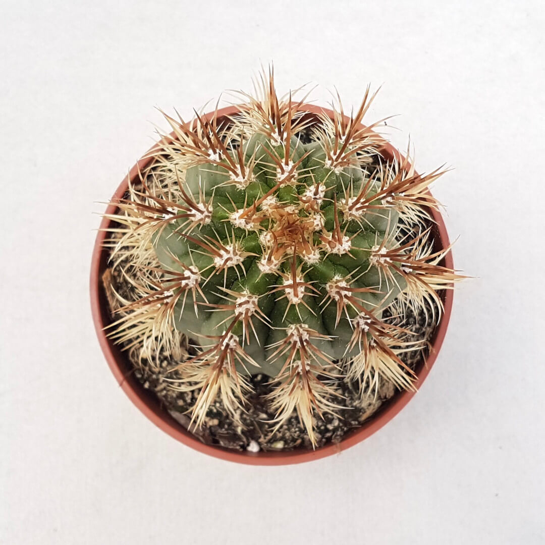 Coleocephalocereus goebelianus vaso Ø 13