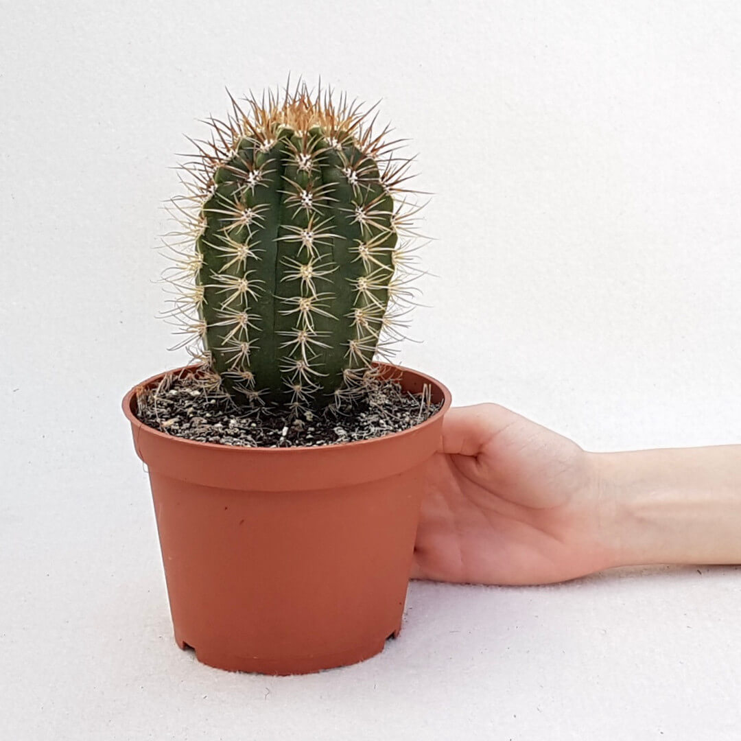 Coleocephalocereus goebelianus vaso Ø 13