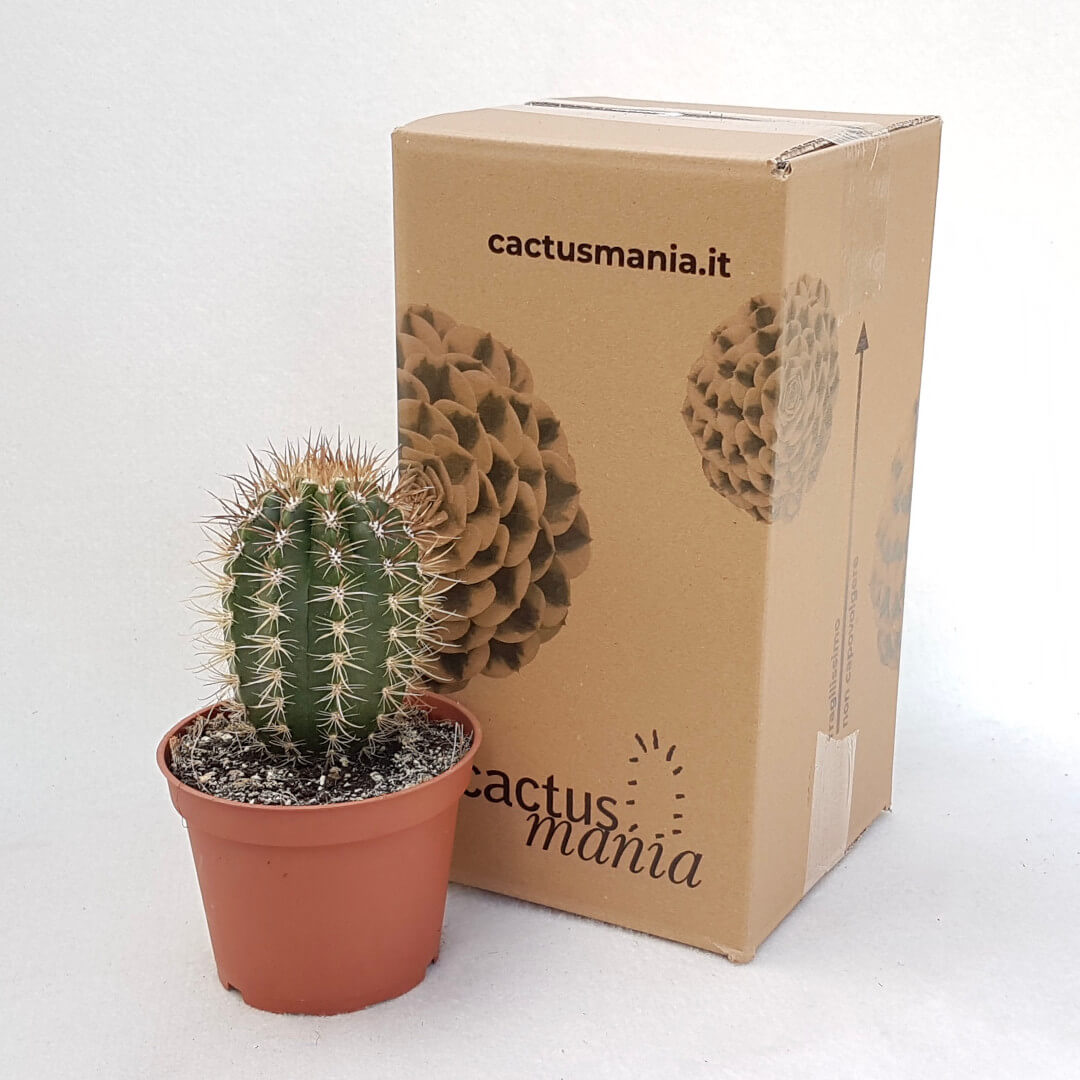 Coleocephalocereus goebelianus vaso Ø 13