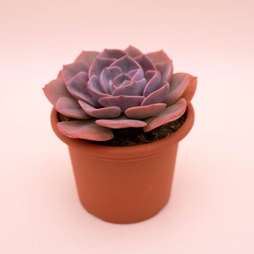 Echeveria Dusty Rose vaso Ø 13 cm