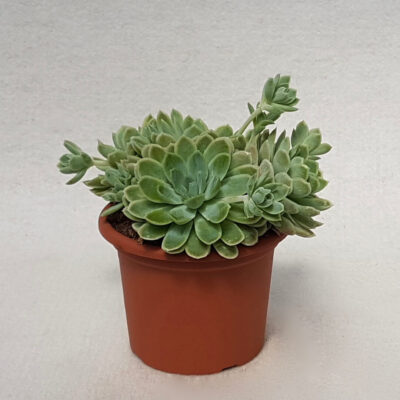 Echeveria elegans vaso Ø 13