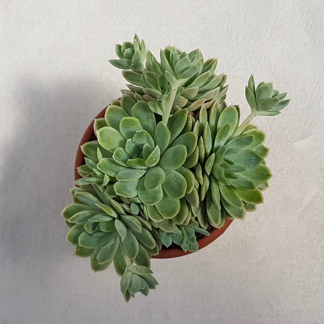 Echeveria elegans vaso Ø 13