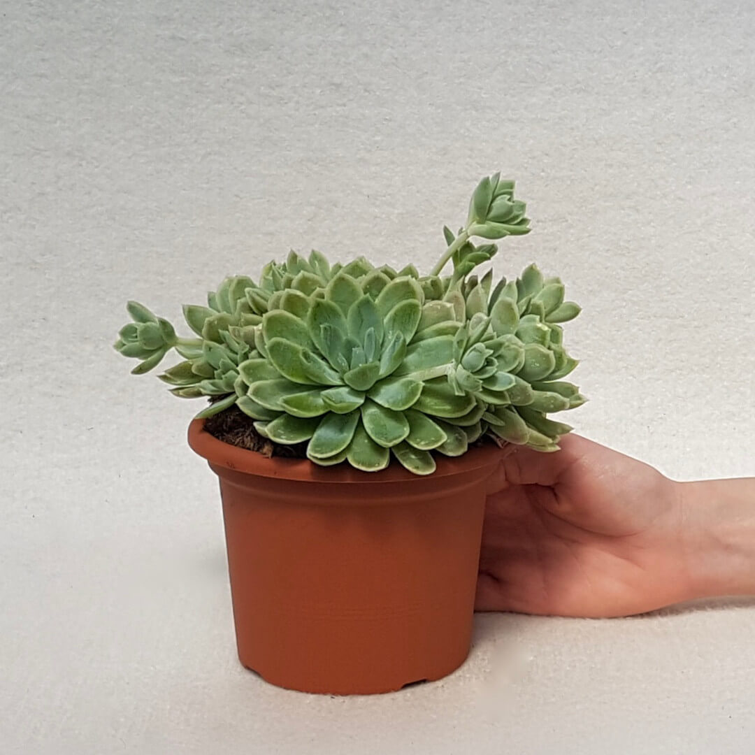 Echeveria elegans vaso Ø 13
