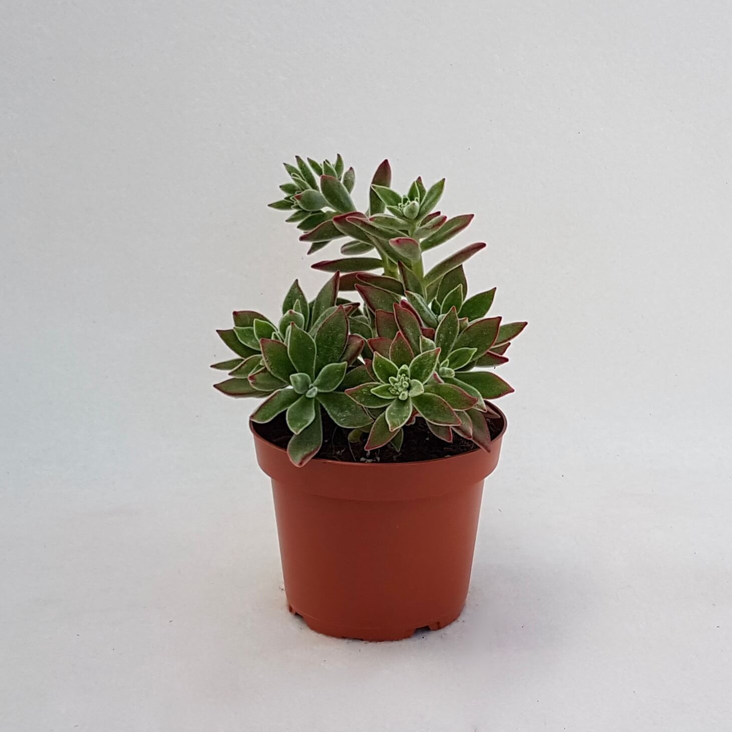 Echeveria setosa vaso Ø 13