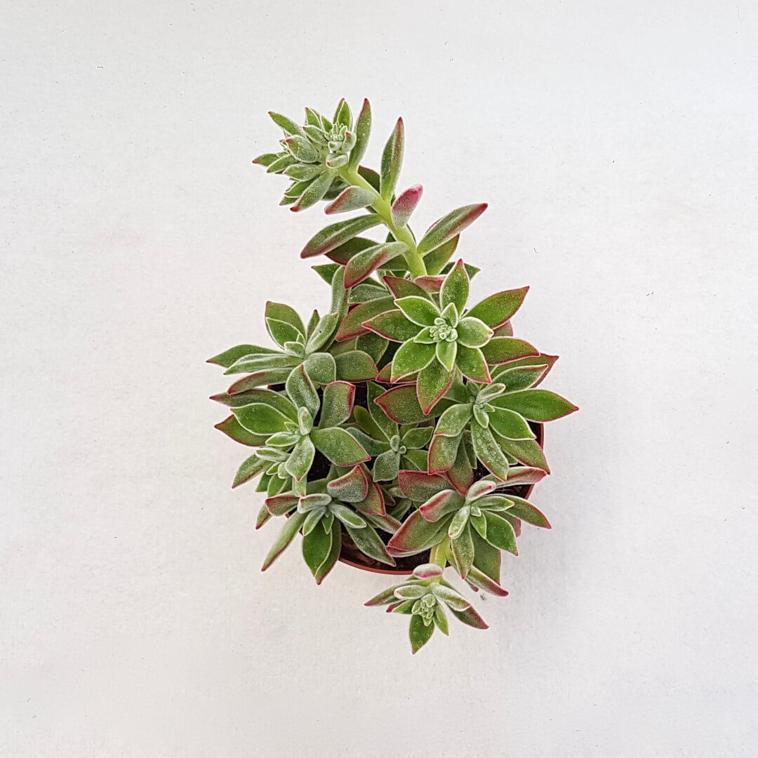 Echeveria setosa vaso Ø 13