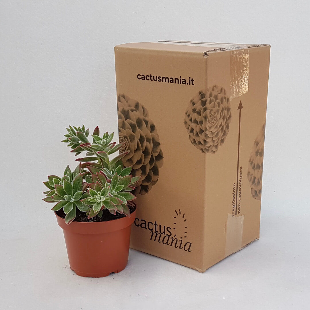 Echeveria setosa vaso Ø 13