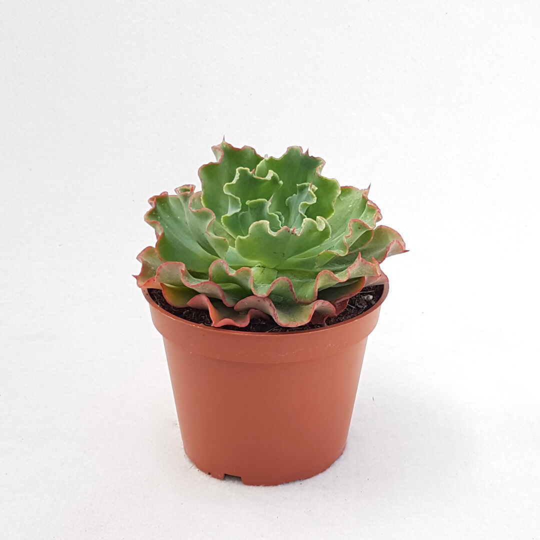 Echeveria Shaviana vaso Ø 13
