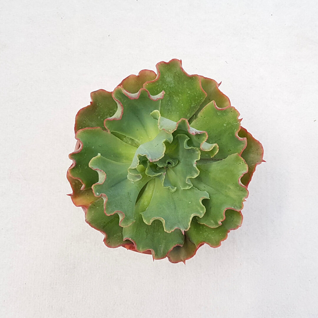 Echeveria Shaviana vaso Ø 13