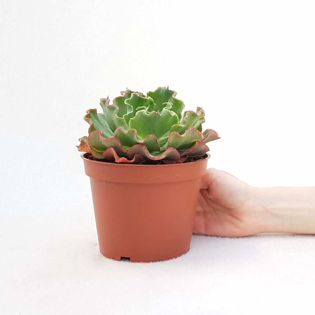 Echeveria Shaviana vaso Ø 13