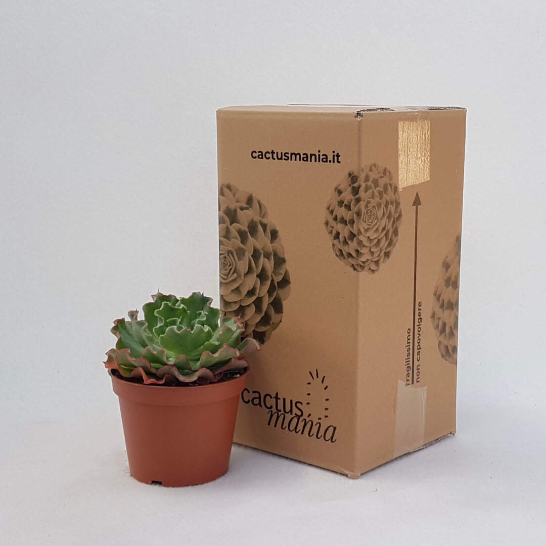 Echeveria Shaviana vaso Ø 13