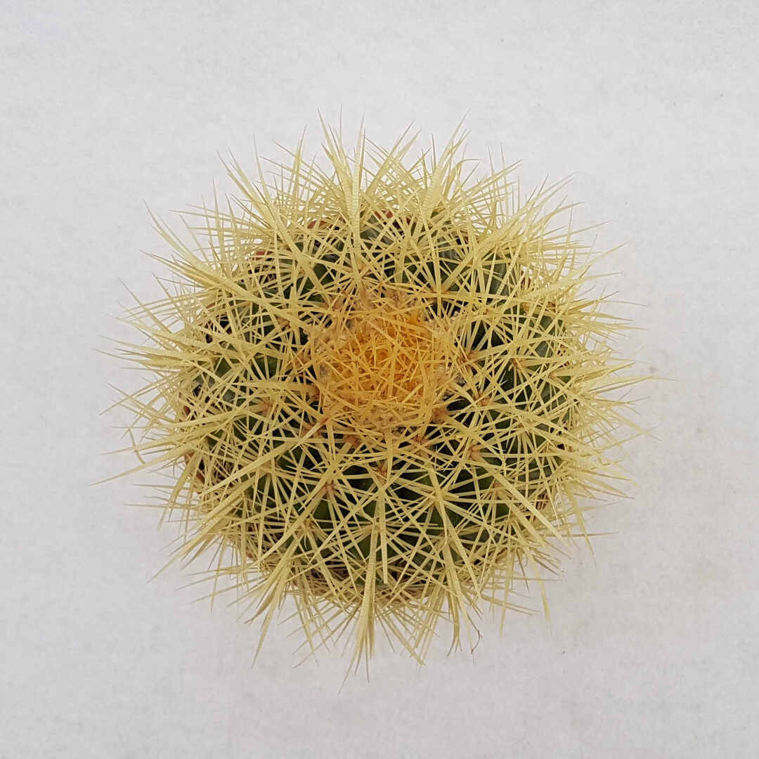 Echinocactus grusonii vaso Ø 13