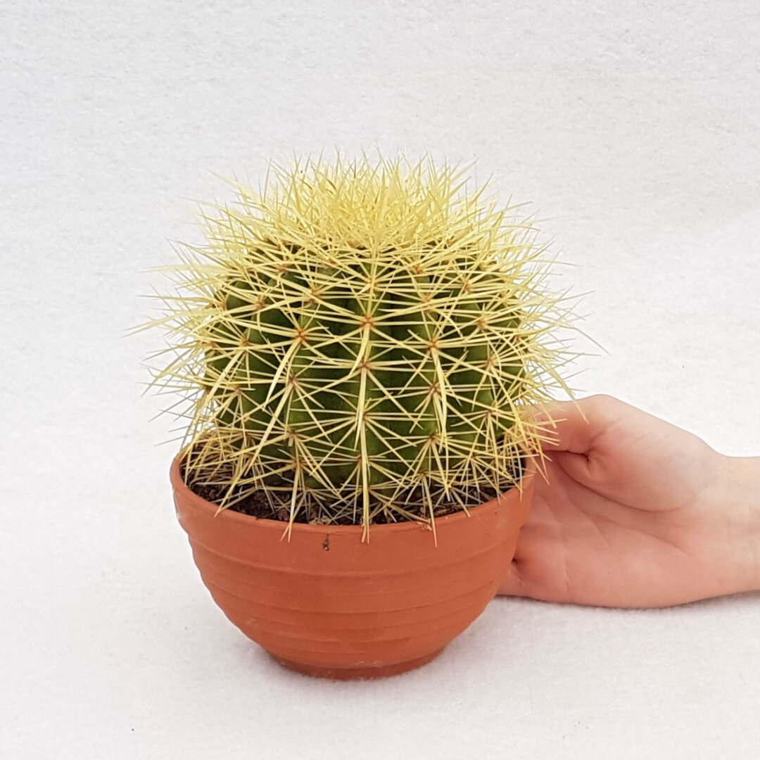 Echinocactus grusonii vaso Ø 13