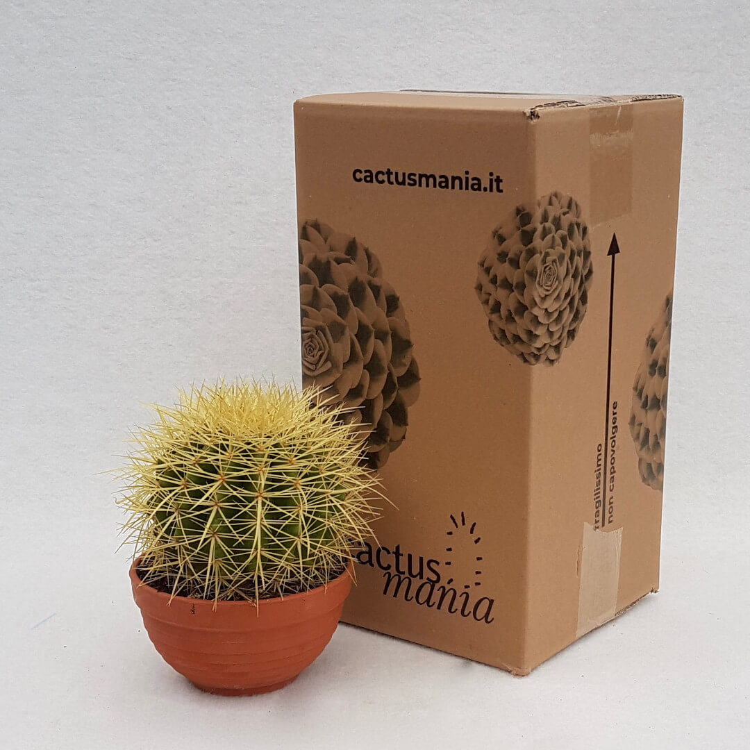 Echinocactus grusonii vaso Ø 13