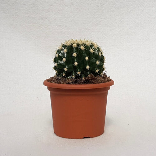 Echinocactus grusonii intermedius uncinatus vaso Ø 13