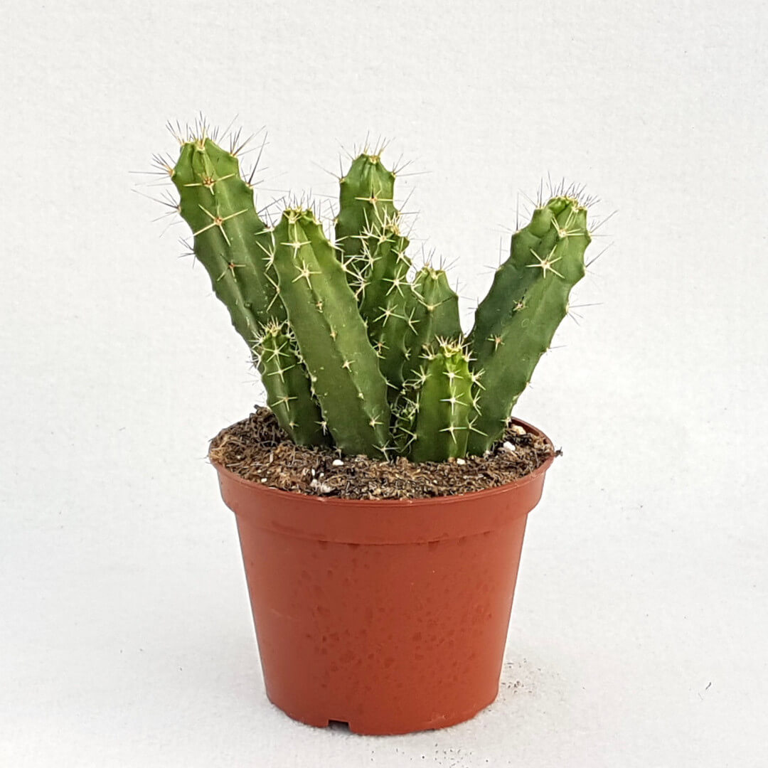 Echinocereus pentalophus vaso Ø 13