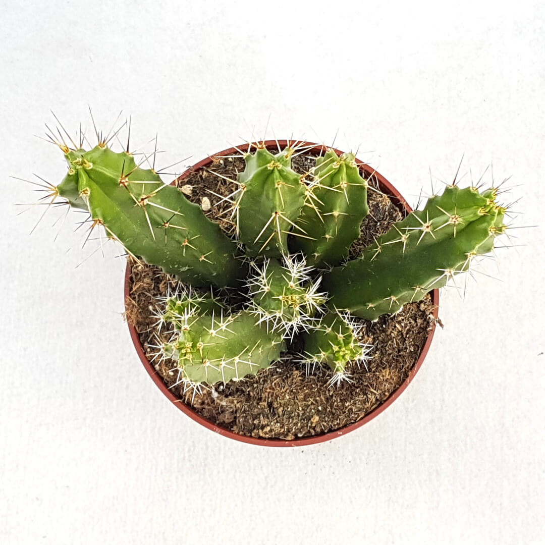 Echinocereus pentalophus vaso Ø 13