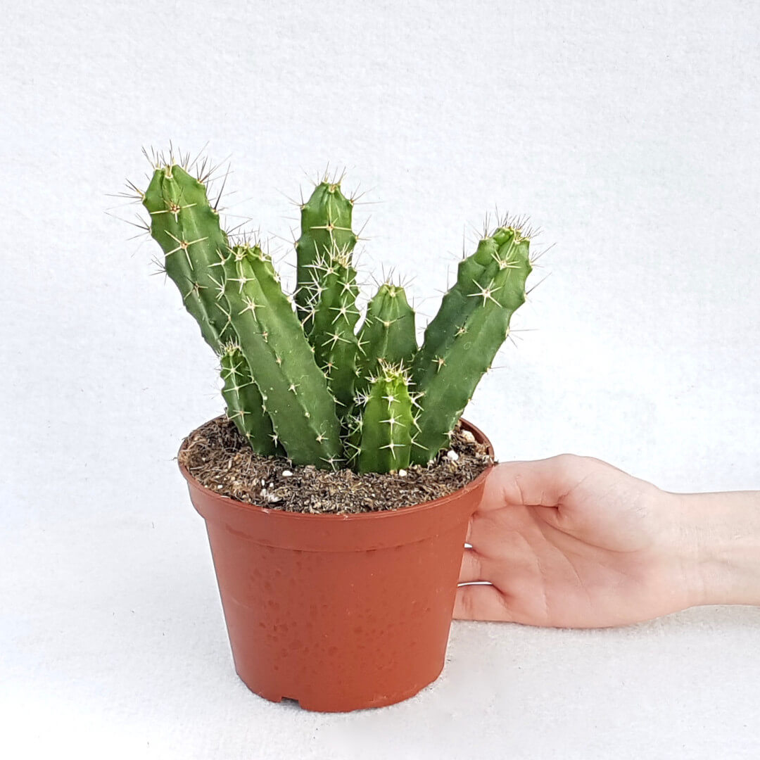 Echinocereus pentalophus vaso Ø 13