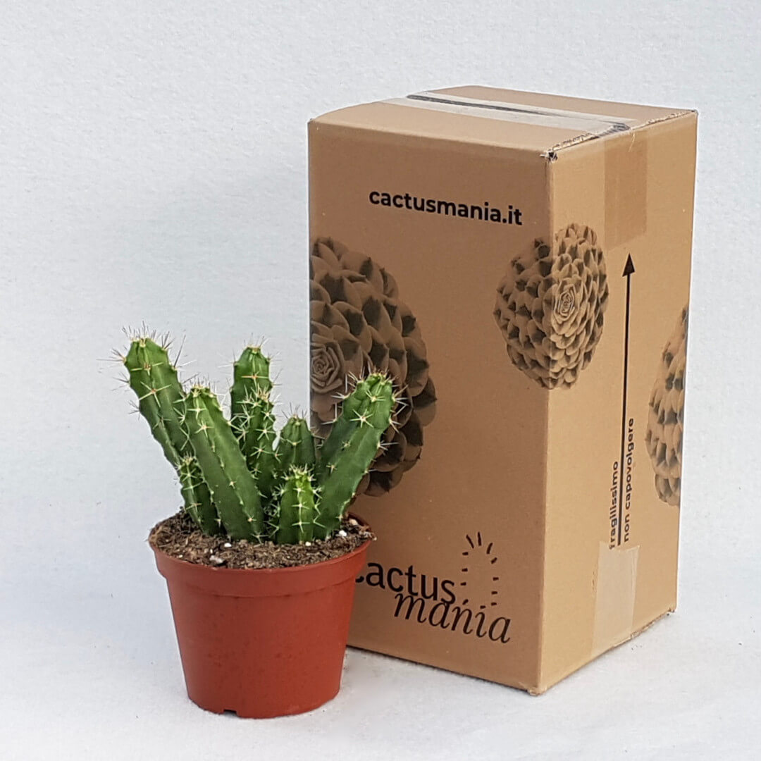 Echinocereus pentalophus vaso Ø 13