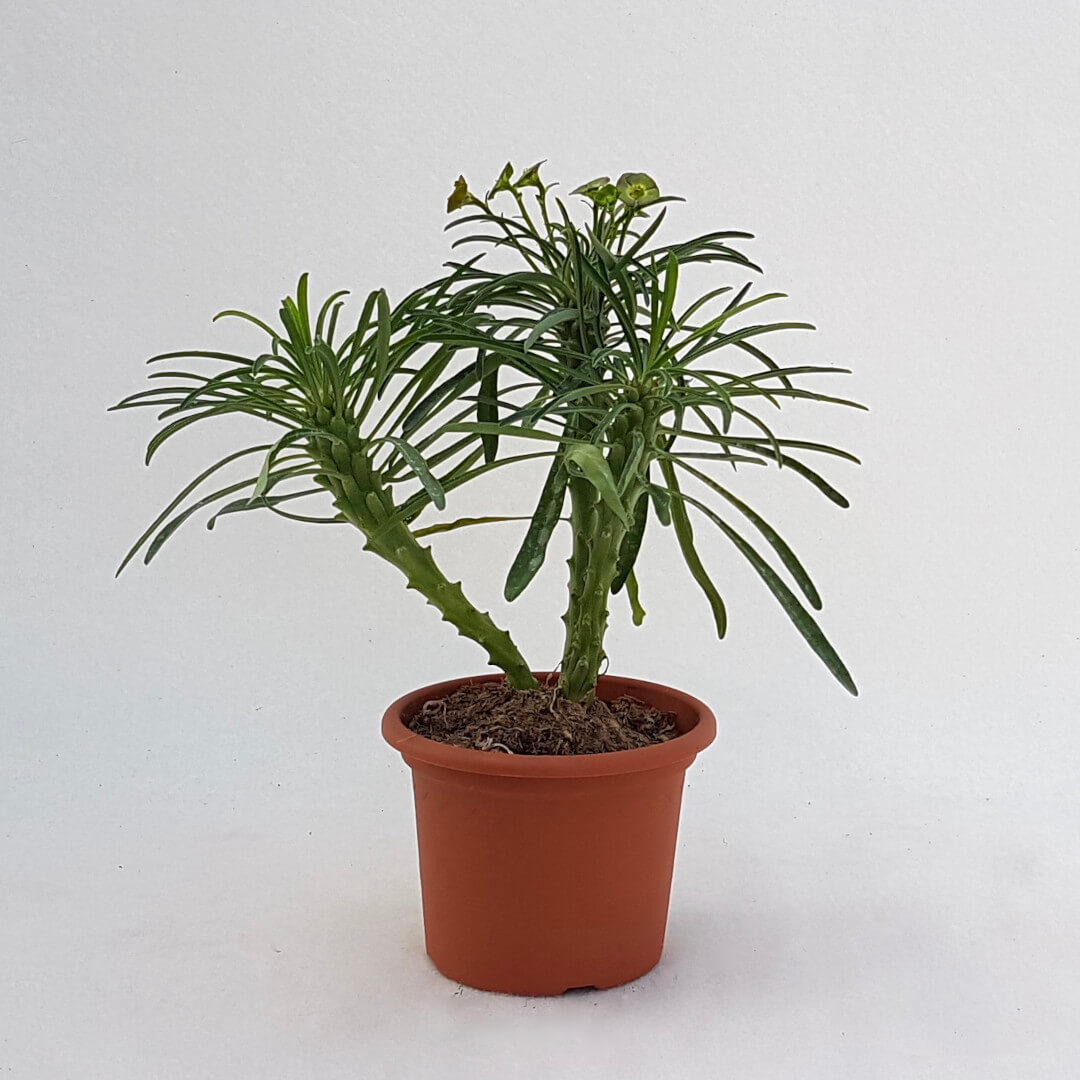 Euphorbia bubalina vaso Ø 13