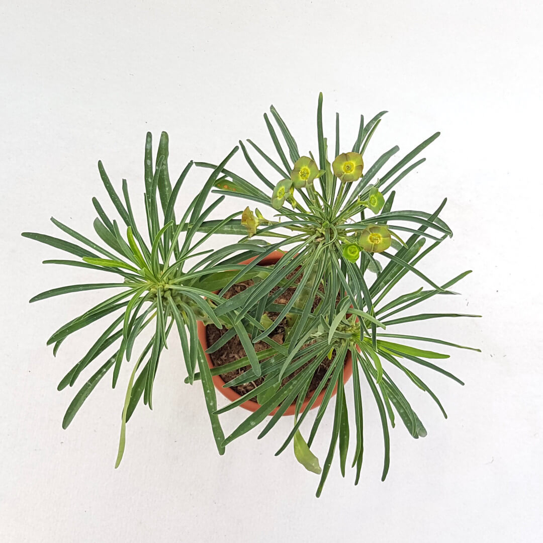 Euphorbia bubalina vaso Ø 13