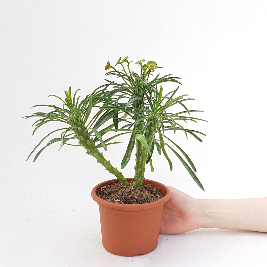 Euphorbia bubalina vaso Ø 13