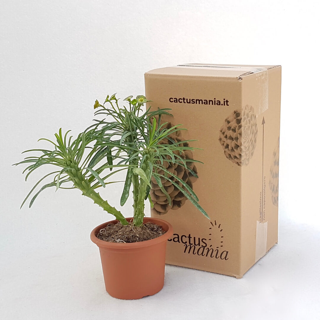 Euphorbia bubalina vaso Ø 13