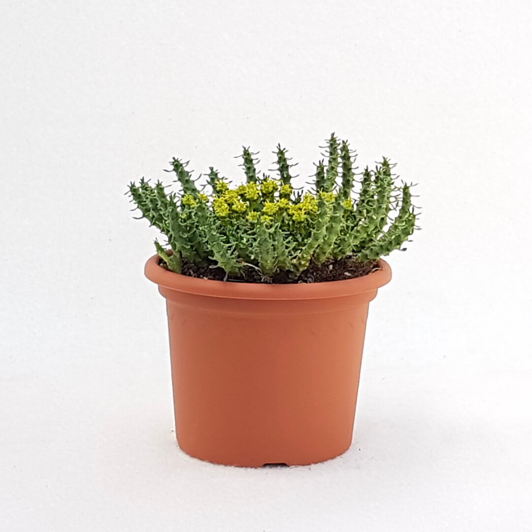 Euphorbia gorgonis vaso Ø 13