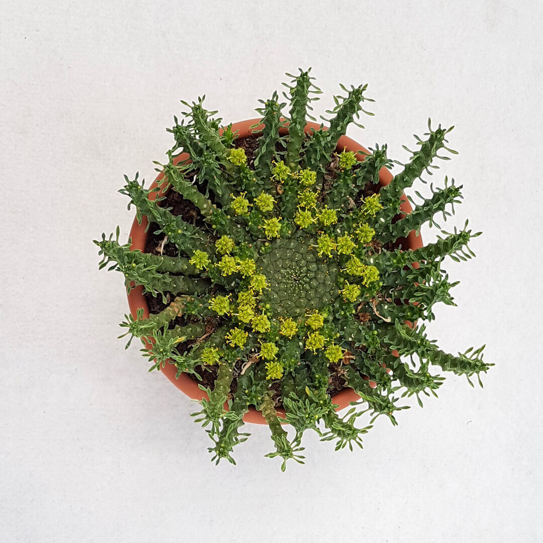 Euphorbia gorgonis vaso Ø 13