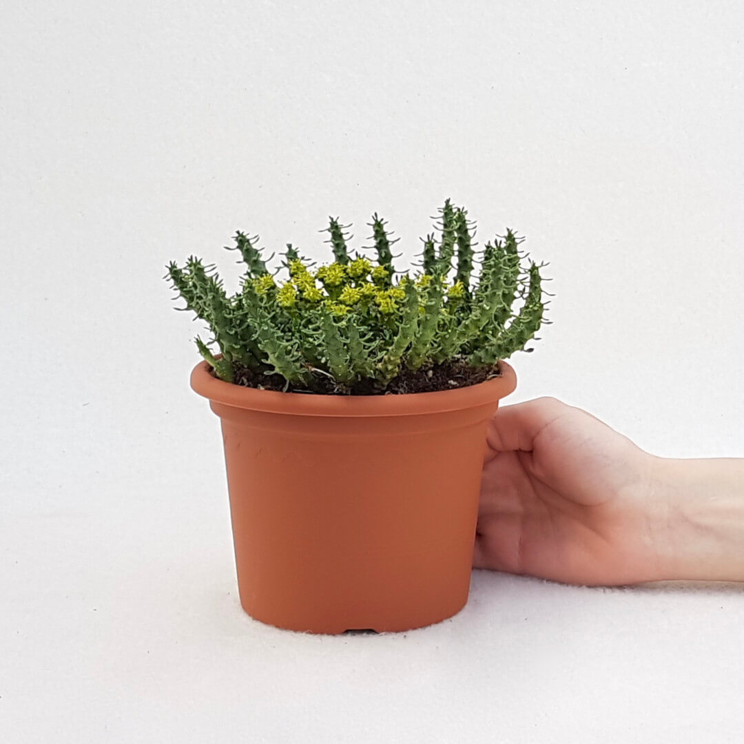 Euphorbia gorgonis vaso Ø 13