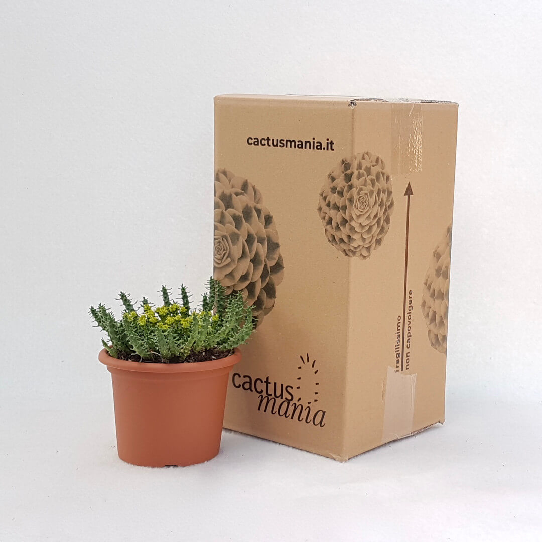 Euphorbia gorgonis vaso Ø 13