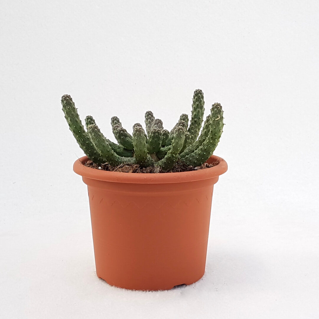 Euphorbia inermis vaso Ø 13
