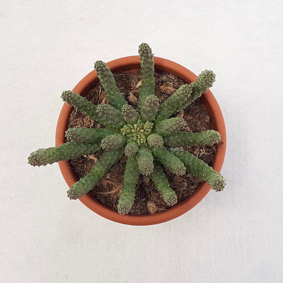 Euphorbia inermis vaso Ø 13