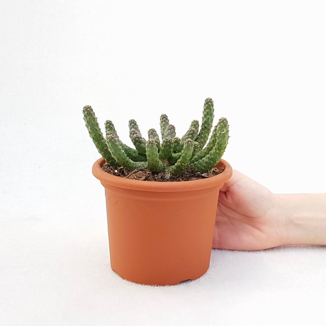 Euphorbia inermis vaso Ø 13
